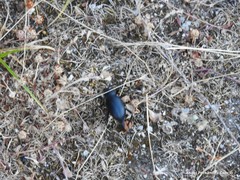 Trifolium glomeratum