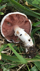 Agaricus
