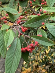 Cotoneaster × watereri