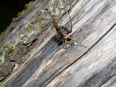 Rhyssella approximator