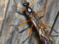 Rhyssella approximator