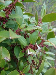 Maytenus magellanica