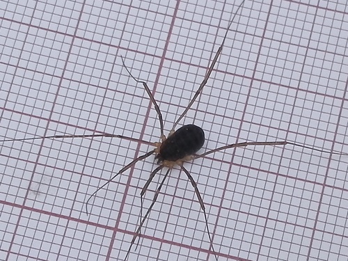 Nelima atrorubra