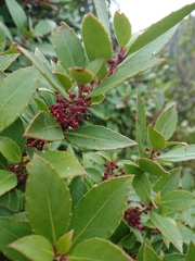 Maytenus magellanica