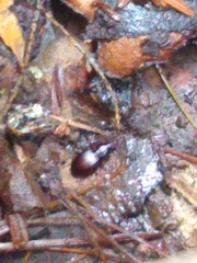 Gastrellarius honestus