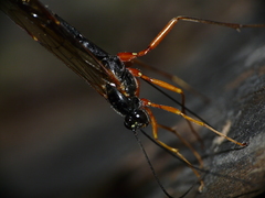 Rhyssella approximator