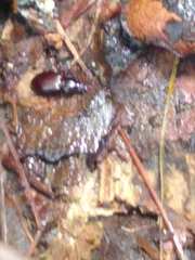 Gastrellarius honestus