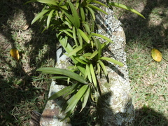 Vandoideae