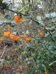 Berberis ilicifolia