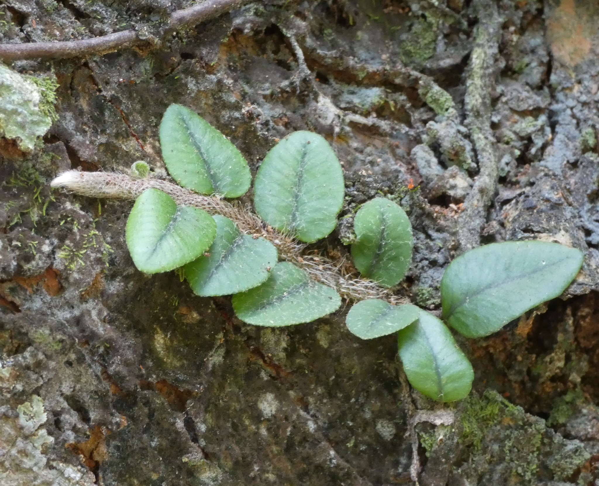 Microgramma vaccinifolia