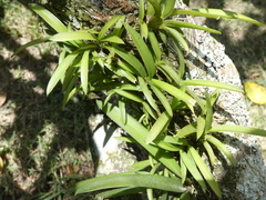 Vandoideae