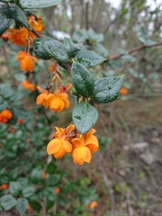 Berberis ilicifolia
