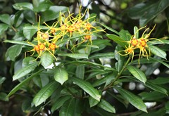 Strophanthus speciosus