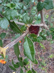 Berberis ilicifolia