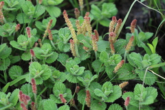 Acalypha peduncularis