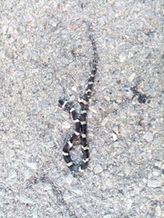 Leptodeira nigrofasciata