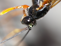 Rhyssella approximator