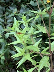 Pseudagrion pilidorsum