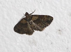 Eucymatoge peplodes