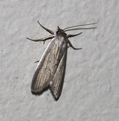 Prionopterina grammatistis