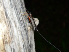 Rhyssella approximator