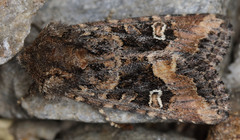Lacinipolia stricta