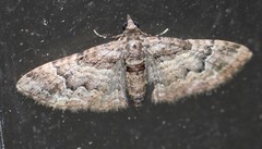 Mnesiloba eupitheciata