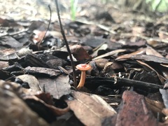 Sarcoscypha occidentalis