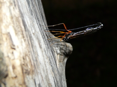 Rhyssella approximator