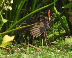 Gallicrex cinerea