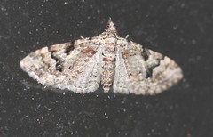 Mnesiloba eupitheciata