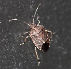 Oncocoris apicalis