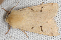 Dichagyris variabilis