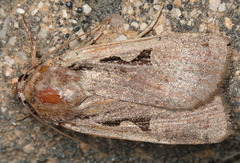 Parabagrotis