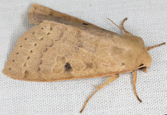 Orthosia arthrolita