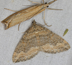 Perizoma custodiata