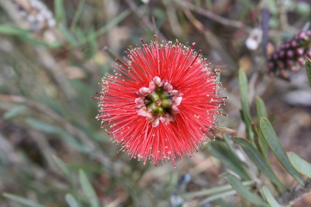 lesser bottlebrush