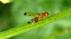 Geomyza balachowskyi