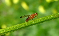 Geomyza balachowskyi