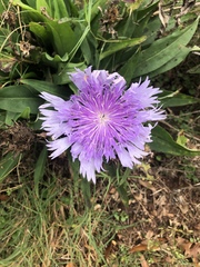 Stokesia