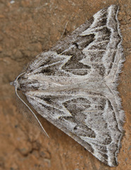 Plataea californiaria