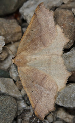 Prochoerodes truxaliata