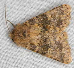 Pseudobryomima fallax