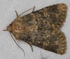 Pseudobryomima fallax