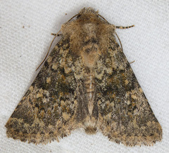 Pseudobryomima fallax