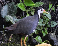 Amaurornis phoenicurus