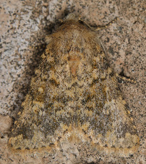 Pseudobryomima fallax