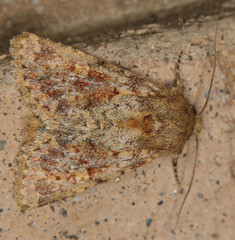 Pseudobryomima fallax