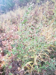 Symphyotrichum × amethystinum