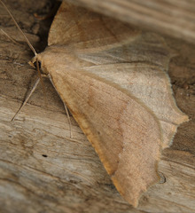 Tetracis cervinaria